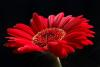 Gerbera_Red