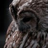 larowl