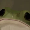 froggy-traveler