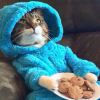 Енот-Костя