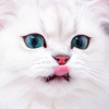 LittleMeow