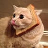 schmusekatze