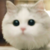 Котанбус