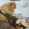 Ослепительная Звезда