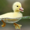 Pushistiyduck