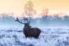Wild Deer