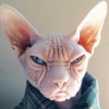 Master_Cat