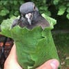 Голупь не породистый