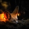 Fox_in_your_bed