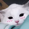 Wiskyu