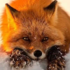Sly-Fox.25