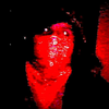 Maiz023