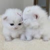 qwweerty_mighi