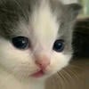 Zizicat