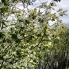Flower meadow6767
