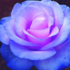 Rosa caerulea