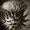 Black thistle