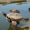 Drunk_Turtle