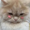 mrr_meow