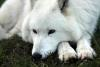 Neka_Wolf