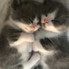 catearrect