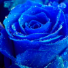 6 dark_Rose 6
