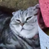 ТэйонХой