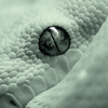 S_erpensortia