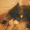 рыжий кот.