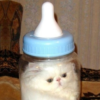 Морковный сблевыш