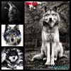SiWolf