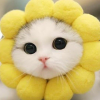 Sweet KittY08