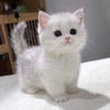 Sampi_73