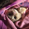 aska_osadcha