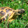 LaTortueSarcastique