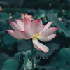 Lotus lake