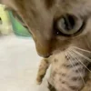 лютый прикол