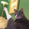 кот феля