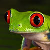 Big Mad Frog