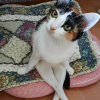 Серж Кротов