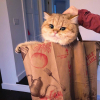 Голландский тюльпан