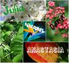 Mysa