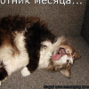 Шаурменный Сомелье