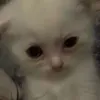 panna_cotta-fugo