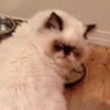 Borshik_meow