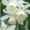 Narcissisus_Alba