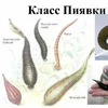 vicktorzigomet