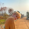 yangyangz