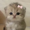 munna_