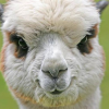 Alpacasso